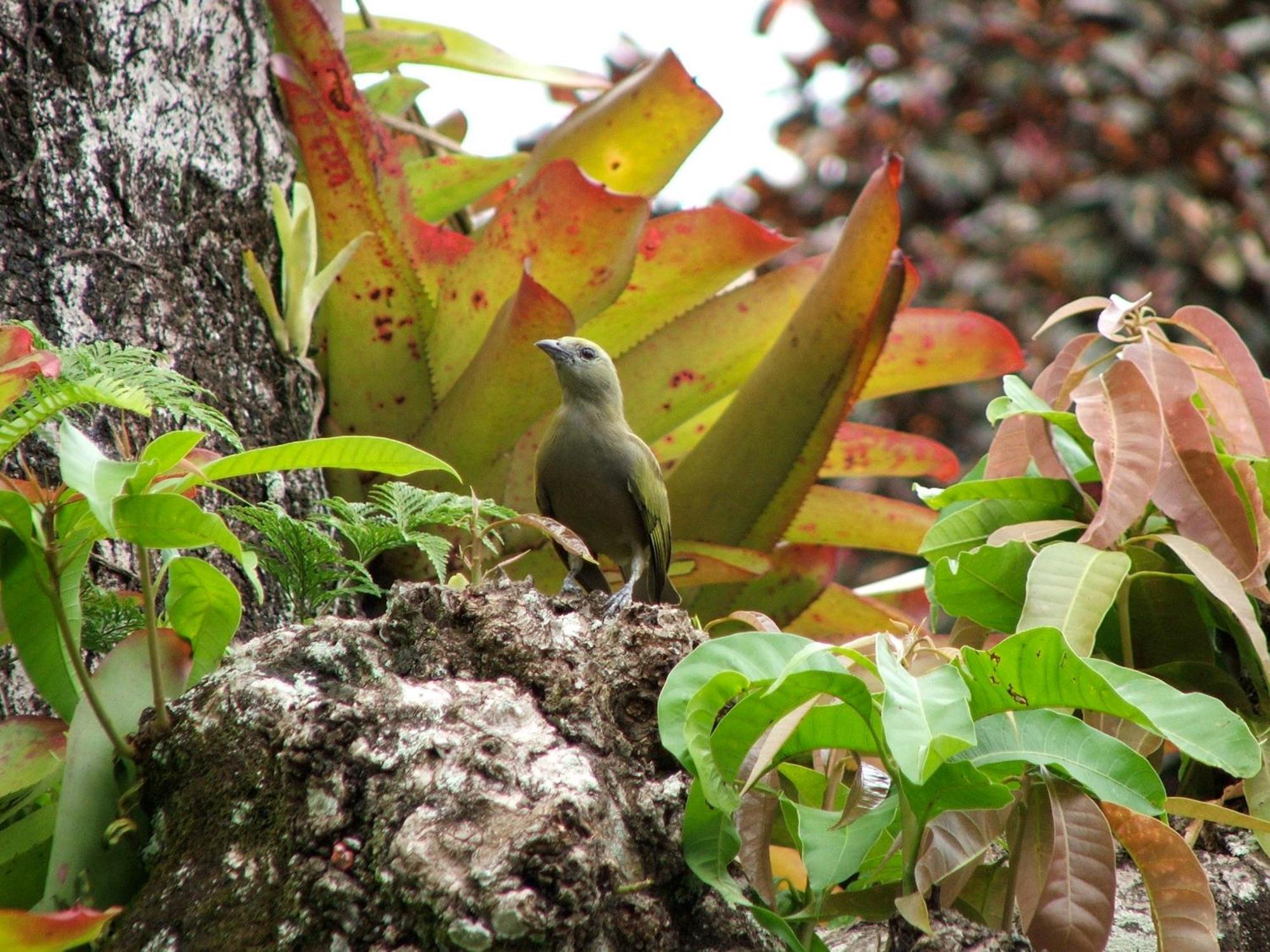 Pousada Cauca Ilha Grande  ภายนอก รูปภาพ
